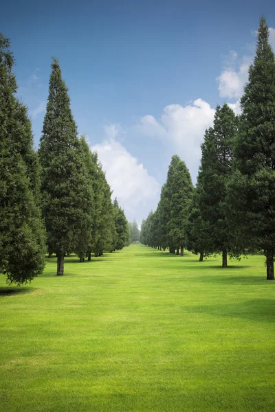 stock image Lawn and trees in park