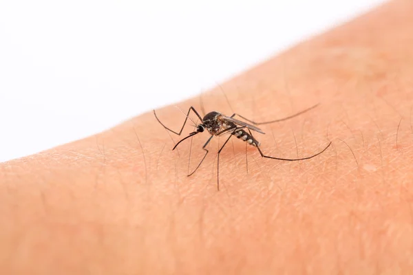 Mosquito — Fotografia de Stock