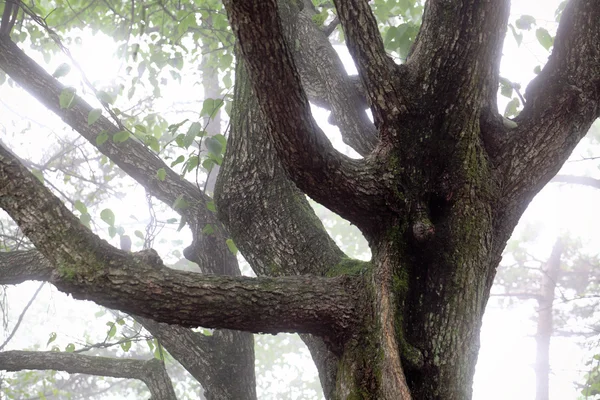 Ствол дерева в тумане — стоковое фото