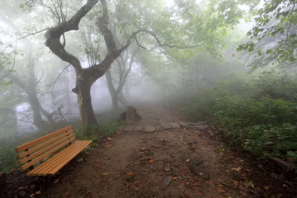 Chaise et sentier pédestre dans le brouillard — Photo