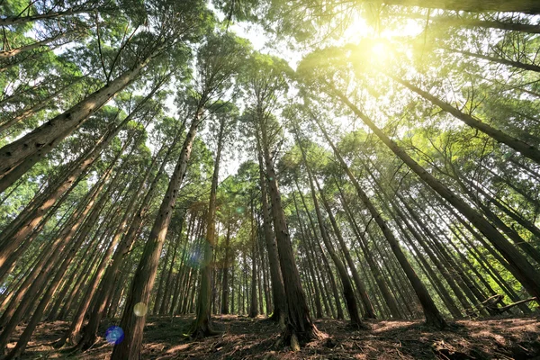 Höga cederträd i lushan — Stockfoto