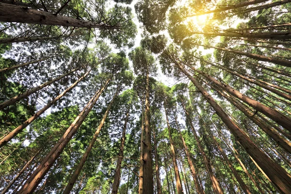 Floresta de cedro alto — Fotografia de Stock
