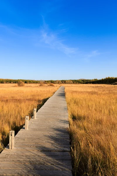 秋に湿地 — ストック写真
