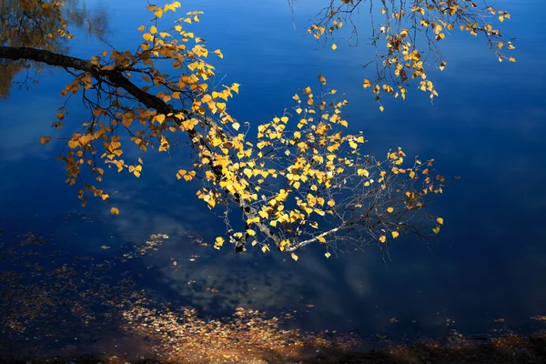 stock image Autumn branch