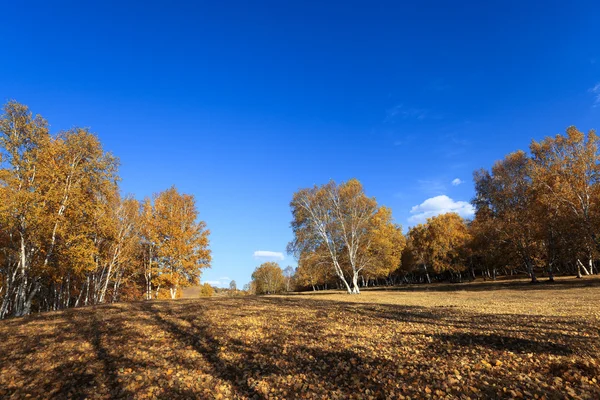 Birkenwald im Herbst — Stockfoto