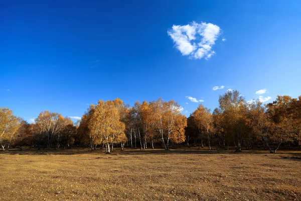 Autumn birch forest and cloud — Stock Photo, Image