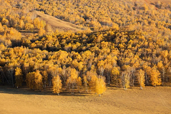 秋の白樺の森 — ストック写真