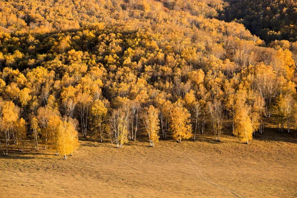 Sonbaharda altın huş ağacı ormanı — Stok fotoğraf