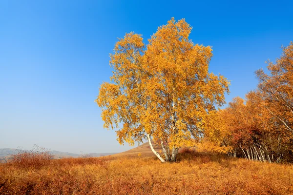 在秋天的白桦树林 — 图库照片