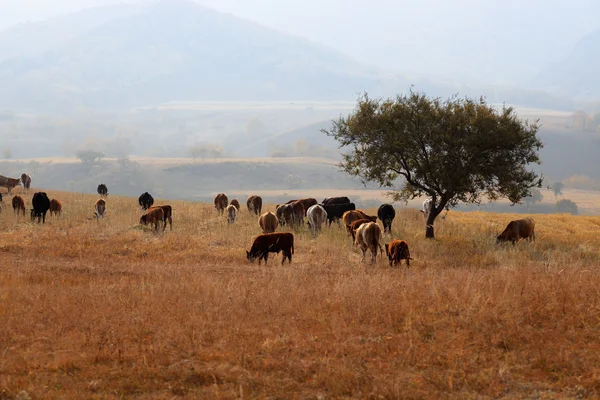 Cows grazing in autumn — Stock Photo, Image