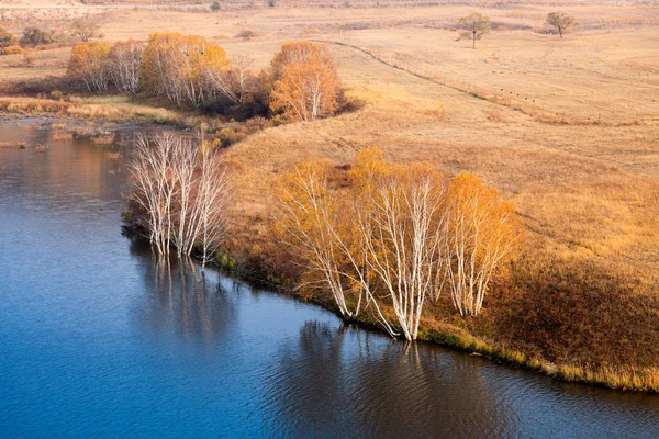 Aan het water berkenbomen in de herfst — Stockfoto