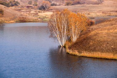 Birch trees at waterside in autumn clipart