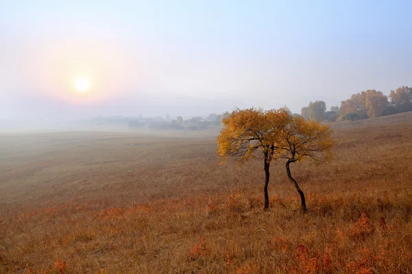 Träd och Vall på morgonen — Stockfoto