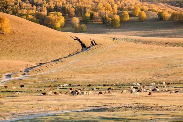 Podzimní pastviny — Stock fotografie