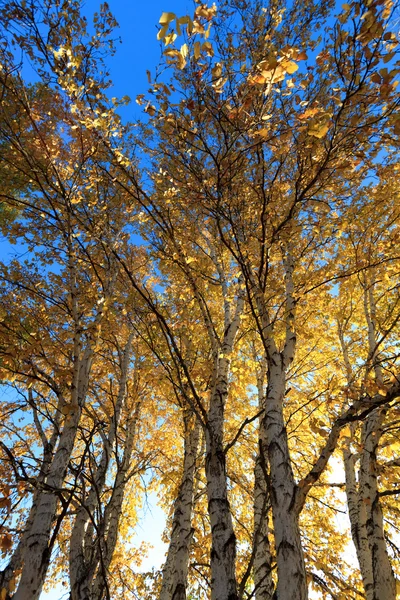 背后白桦树在秋天的阳光 — 图库照片