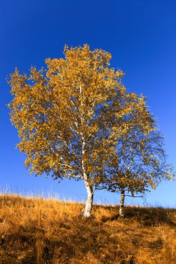 Huş ağaçları