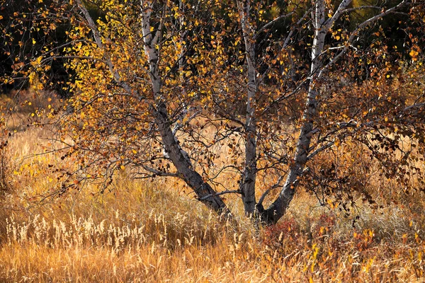 Árboles de abedul en otoño —  Fotos de Stock