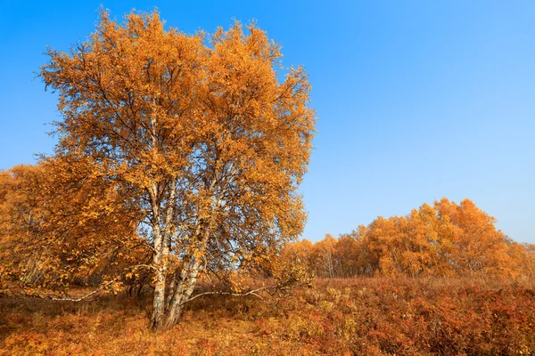 Forêt de bouleaux d'automne — Photo