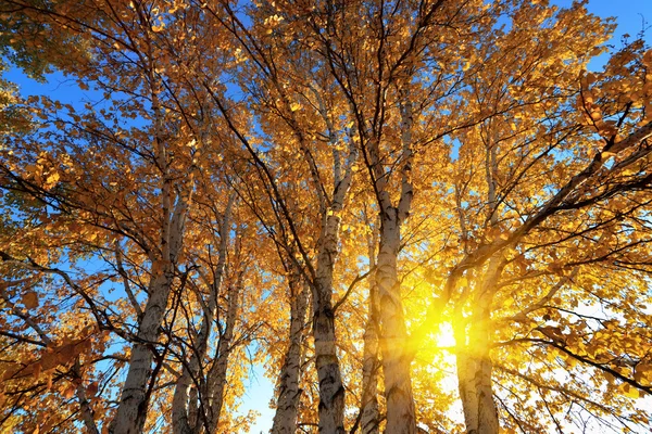秋の白樺の木の後ろに太陽の光 — ストック写真