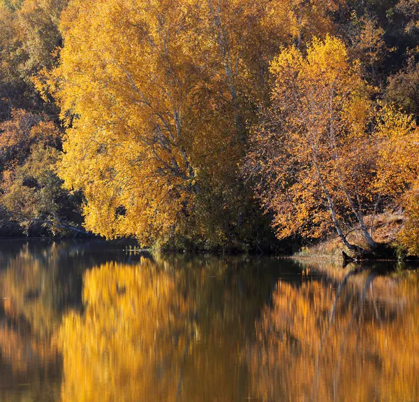 Birch woods in autumn — Stock Photo, Image