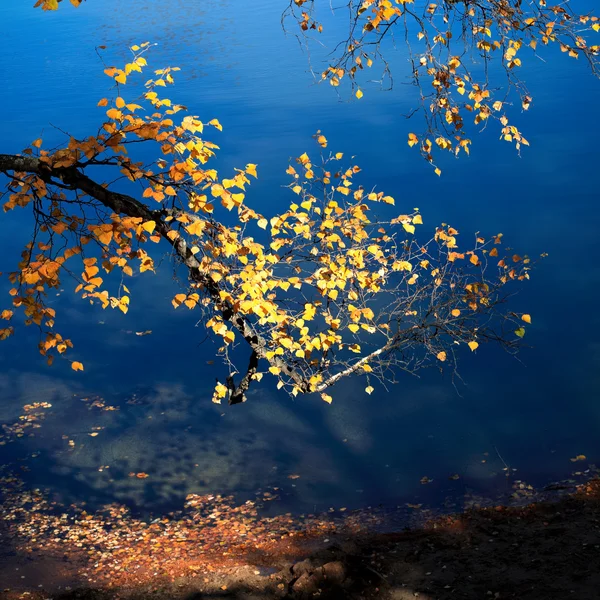 Birkenzweig im Herbst — Stockfoto