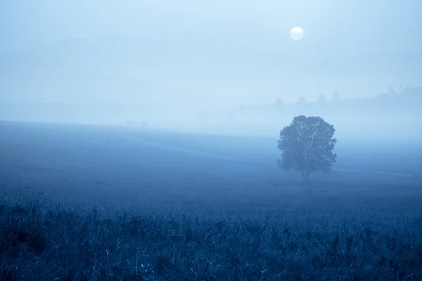 Grassland in fog — Stock Photo, Image
