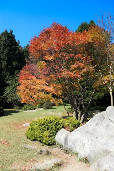 Lönnträd på hösten — Stockfoto