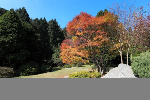 Ahornboom in de herfst — Stockfoto