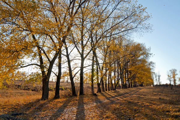 stock image Autumn