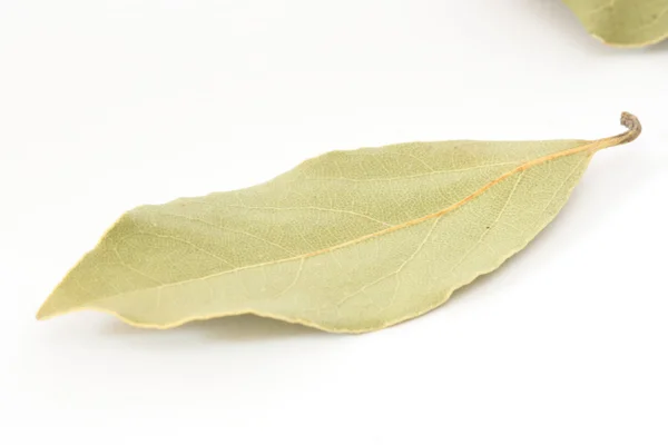 Bay leaf spice on white background — Stock Photo, Image