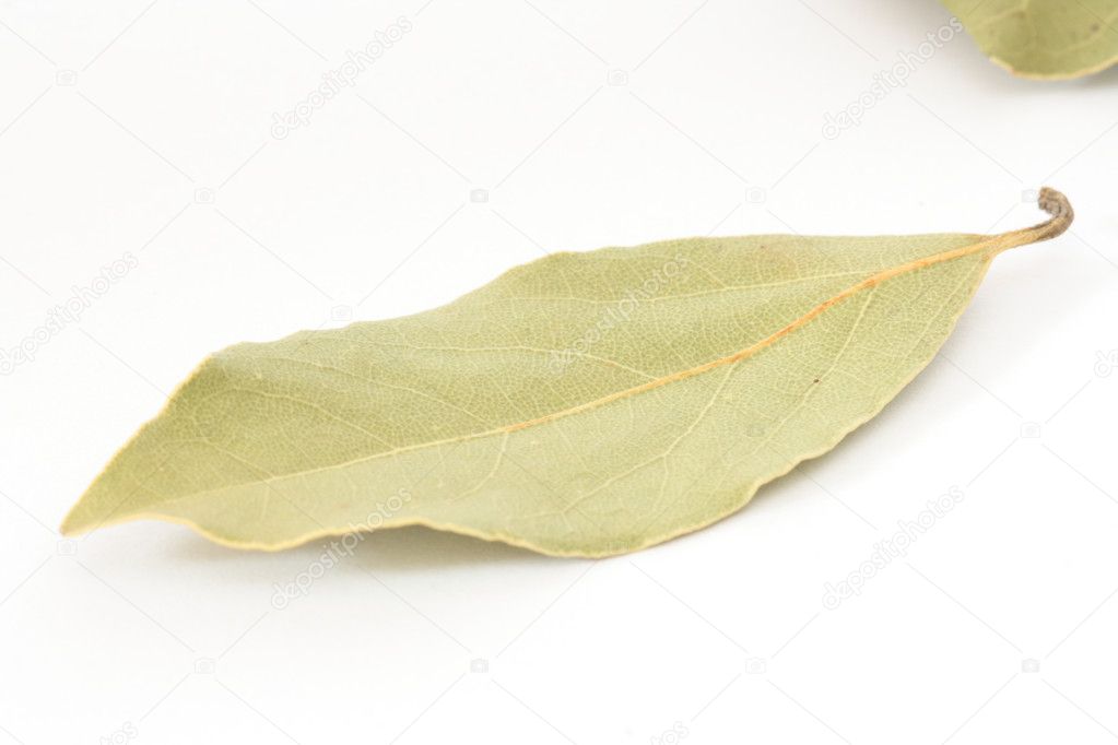 Bay leaf spice on white background