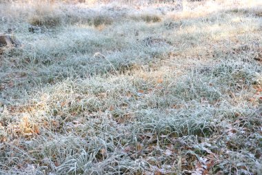 hoarfrost donmuş çim