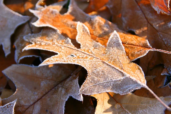 stock image Autumn frozen leaves