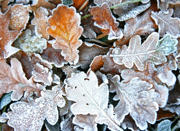 Hojas congeladas de otoño —  Fotos de Stock