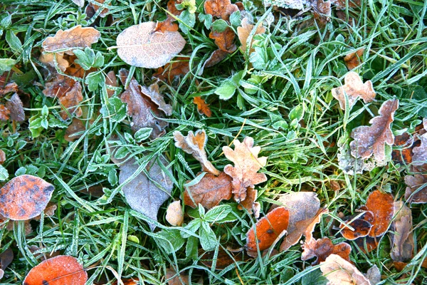 Autumn frozen leaves and grass — Stock Photo, Image