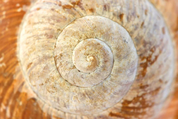 Snail shells — Stock Photo, Image