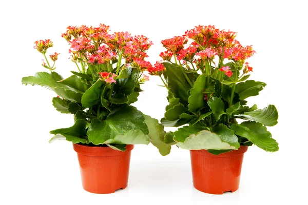 Two pink kalanchoe flower plants — Stock Photo, Image