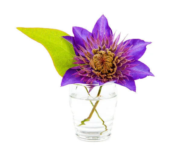 Fiore di clematide viola — Foto Stock