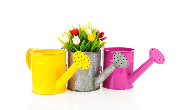 Três regando lata com tulipas coloridas — Fotografia de Stock