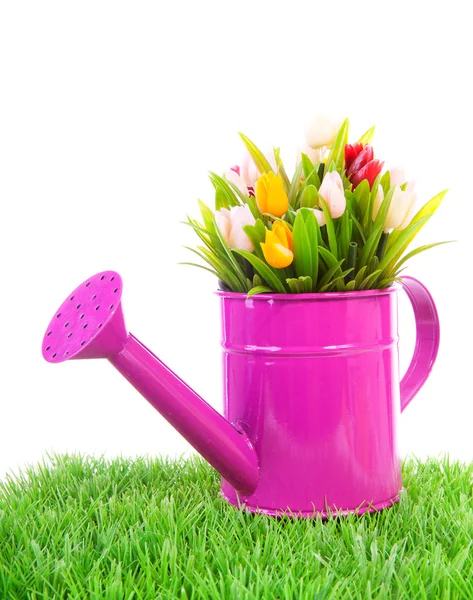 Lata de rega rosa com tulipas coloridas — Fotografia de Stock