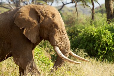 Closeup of male African elephant clipart