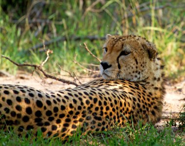 Cheetah in wild Kenya clipart