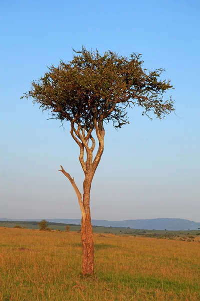Пейзаж с деревом Акация в Африке — стоковое фото