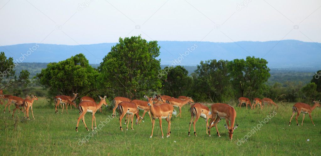 Group of Grant Gazelles