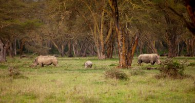 Couple of white Rhino in Lake Nakuru Africa clipart