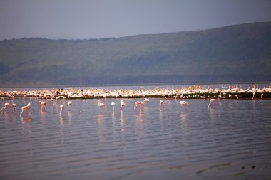 Pelikan ve flamingolar Gölü nakuru Afrika