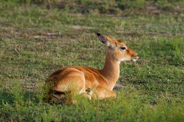 Springbok Thompson's gazelle resting clipart