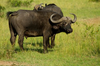 Male African water buffalo in grassland clipart