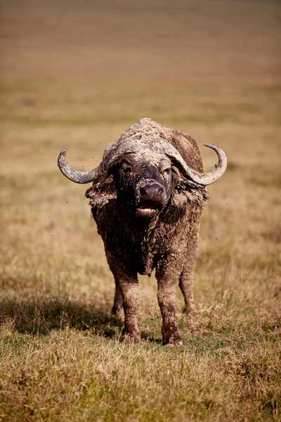Чоловічий африканські буйволи — стокове фото