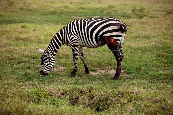 Yaralı Afrika zebra — Stok fotoğraf